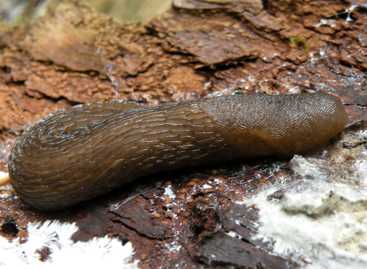 Limax montanus da Trentino occidentale - Dolomiti del Brenta